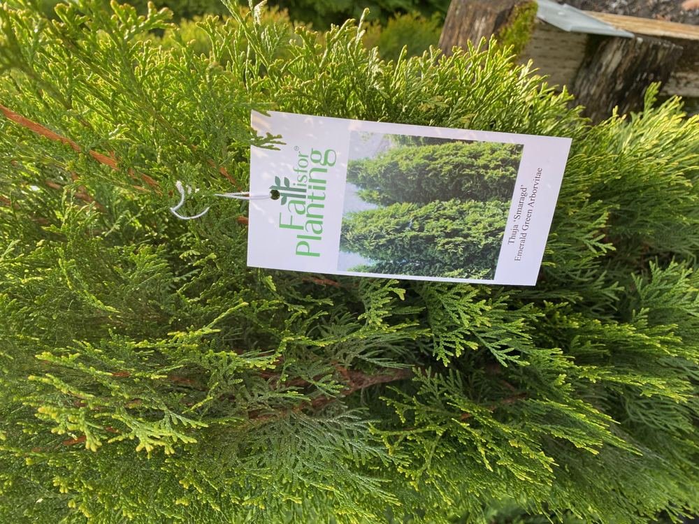 Fall is for Planting plant tag on an arborvitae at a retail garden center